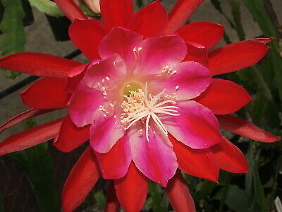 Epiphyllum - cactos orquidea - flor de outubro- riphisalis
